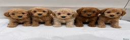 Cavapoo dogs for sale: Beautiful F1B Teddy Toy cavapoos  - Advert 1