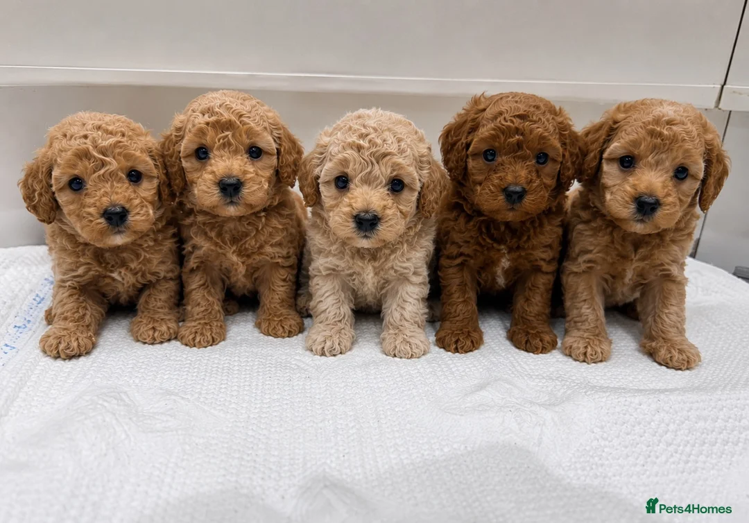 Cavapoo dogs for sale: Beautiful F1B Teddy Toy cavapoos  - Advert 1