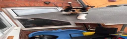 Mixed Breed cats for sale: Ella + Tilly  - Advert 5