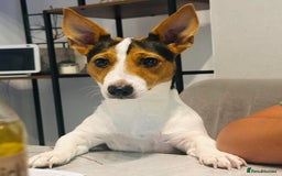 Jack Russell dogs for sale: Jack Russel for Sale  - Image 4