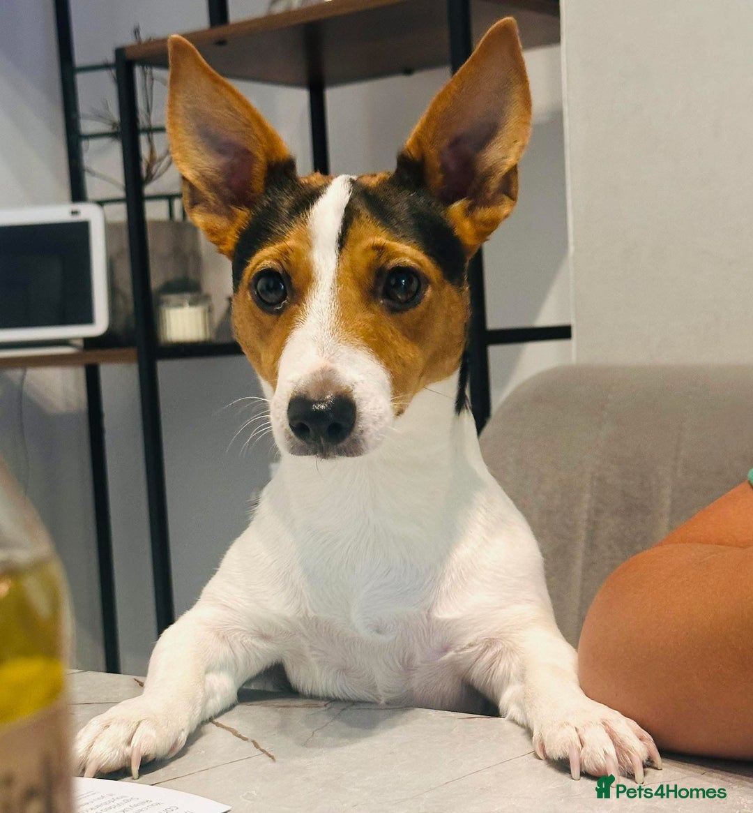 Jack Russell dogs for sale: Jack Russel for Sale  - Image 4