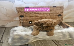 Cockapoo dogs for sale: F1B Cockapoo puppies - Image 4