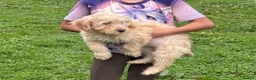 Cockapoo dogs for sale: Beautiful cockapoo puppy’s  - Advert 5