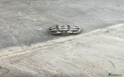 Hermann Tortoise reptiles for sale: 5 Spur Thighed Tortoises  - Image 11