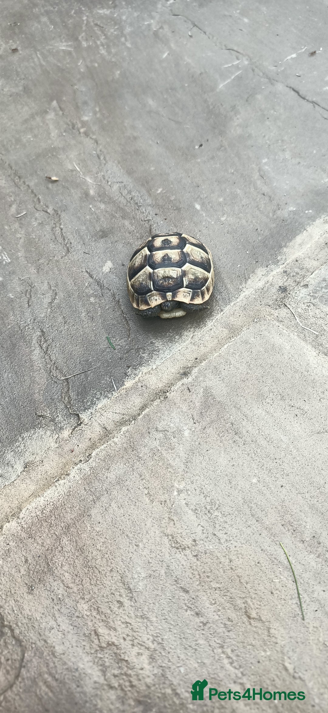 Hermann Tortoise reptiles for sale: 5 Spur Thighed Tortoises  - Image 11