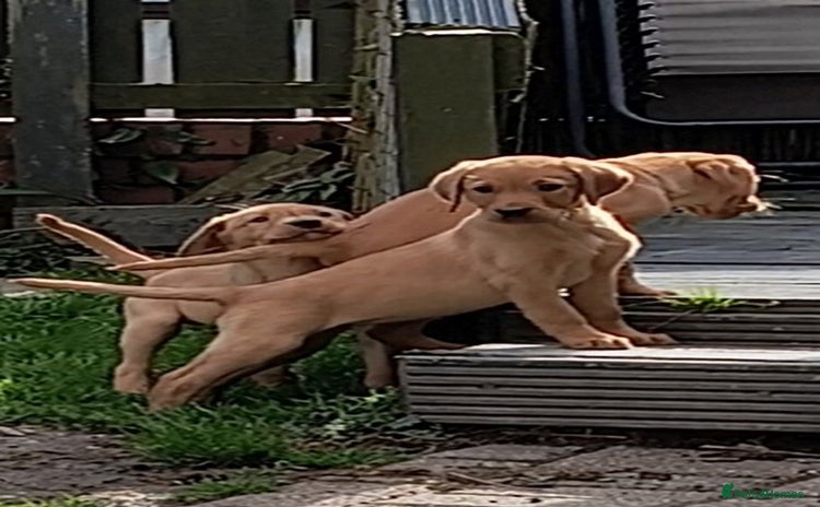 Labrador Retriever dogs - Advert 8