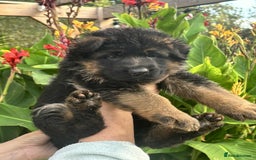 German Shepherd dogs for sale: German Shepherd Puppies KC registered - Image 1