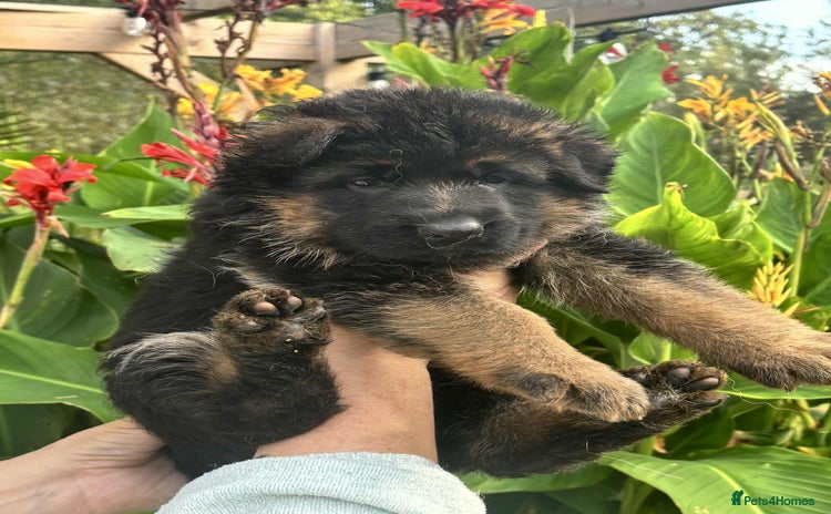 German Shepherd dogs - Advert 1