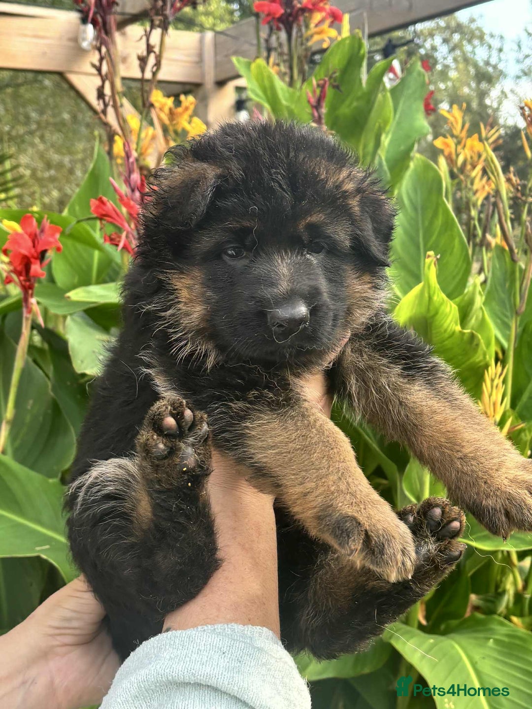 German Shepherd dogs for sale: German Shepherd Puppies KC registered - Image 1