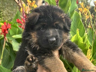 German Shepherd dogs - Advert 2