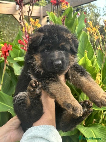 German Shepherd dogs - Advert 1