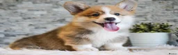 Welsh Corgi Pembroke dogs for sale: Welsh Corgi (Pembroke) - Advert 10