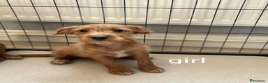Jackapoo 3