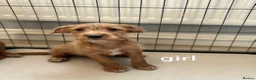 Jackapoo dogs for sale: Jackapoo Puppies Ready Now - Advert 7