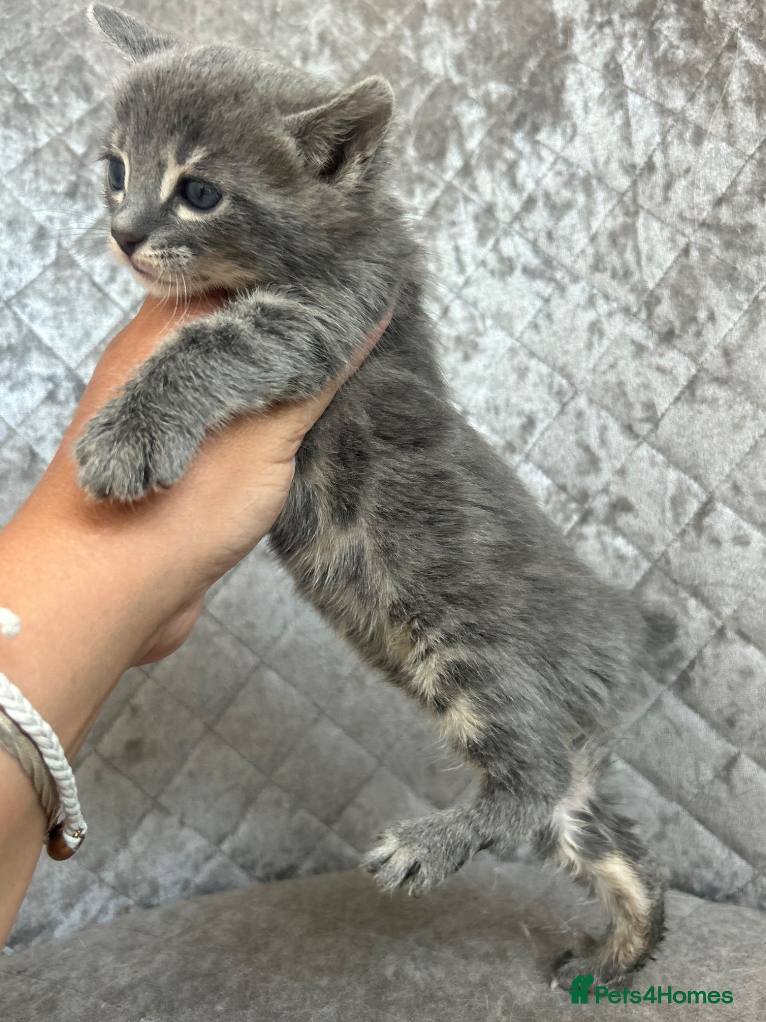 Bengal cats Gorgeous litter of TICA registered bengal kittens  - Advert 1