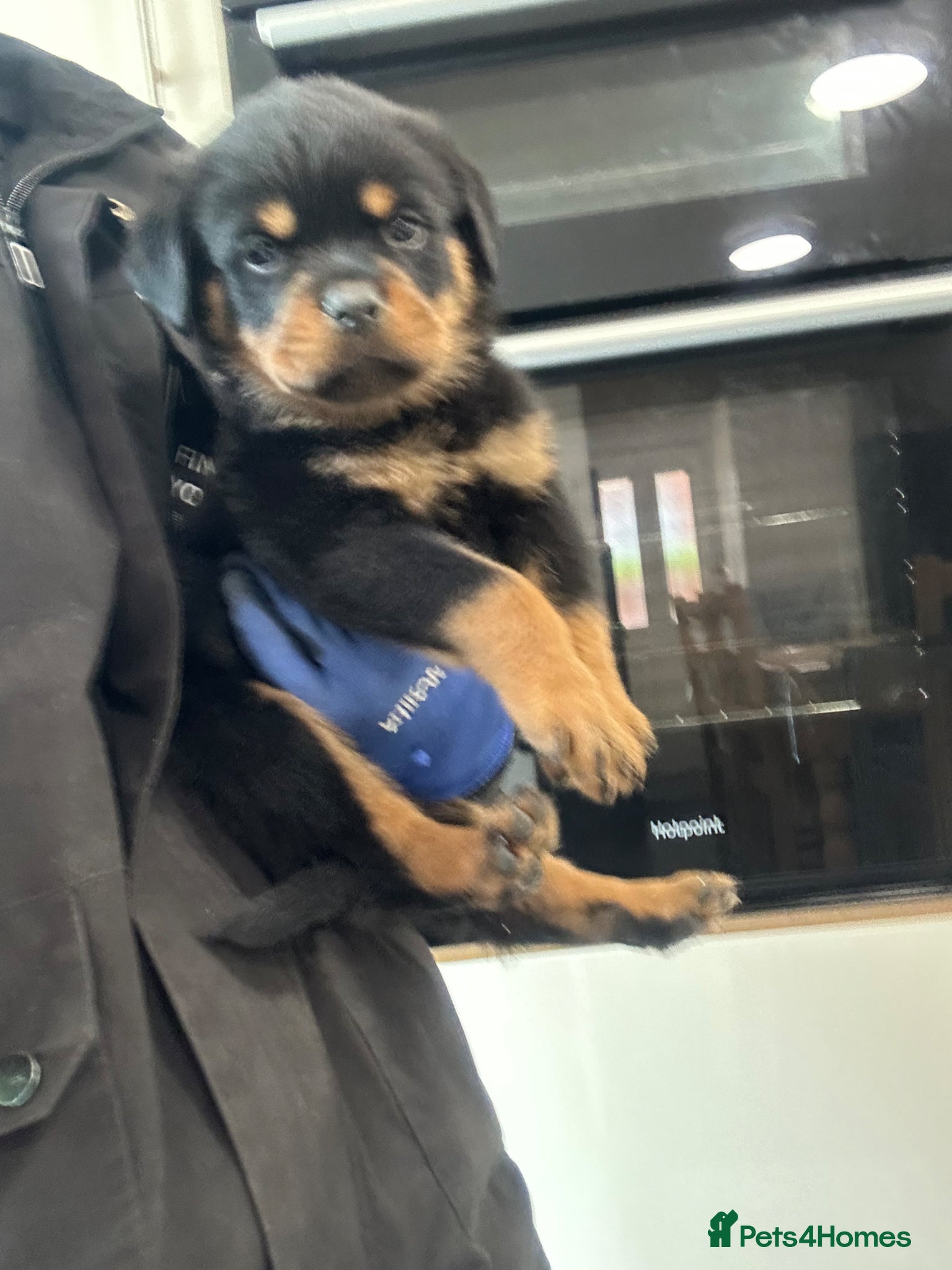 Rottweiler dogs for sale: Rottweiler Puppies  - Advert 13