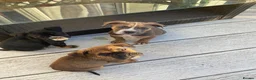 Mixed Breed dogs for sale: amazing corso x pocket bullys ready now  - Advert 5