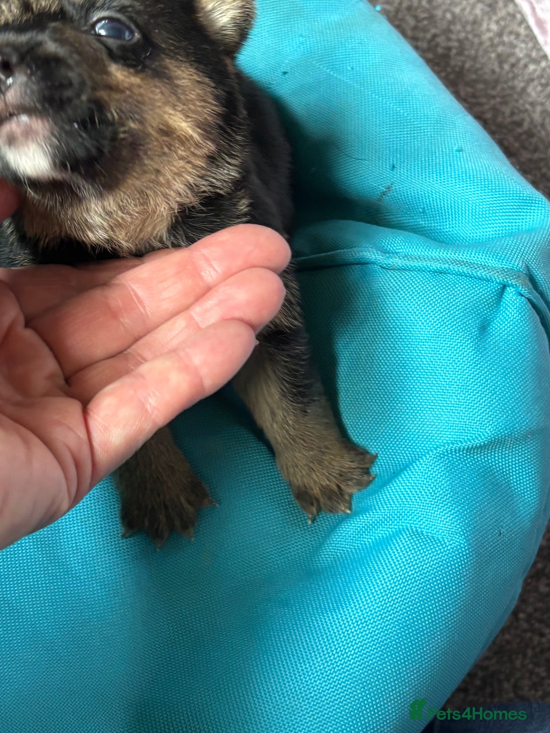 Jack Russell dogs for sale: Trad.working family short legged Jack Russell  - Advert 14