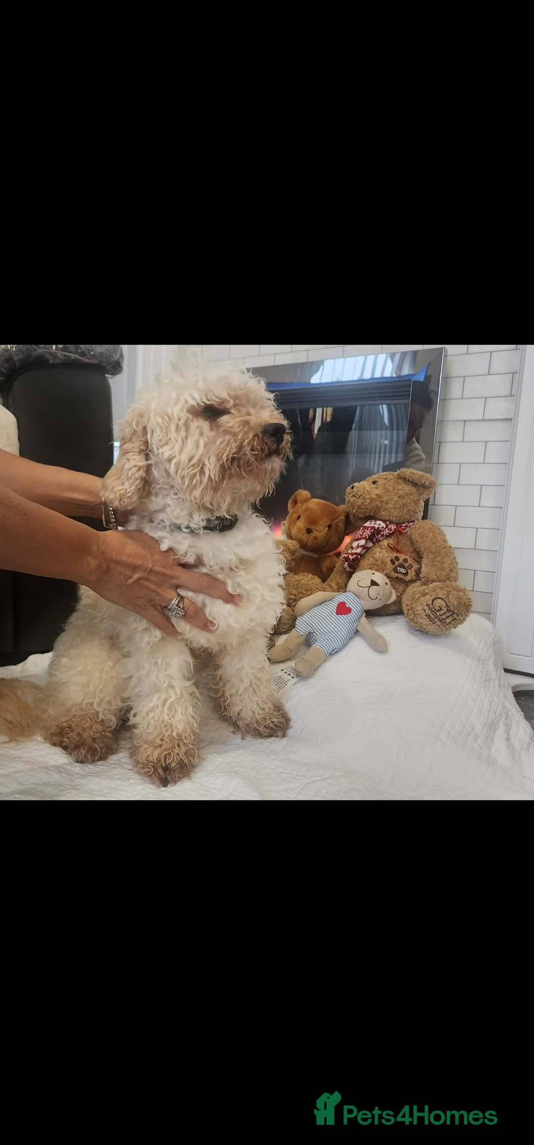 Cockapoo dogs for sale: Fox Red Toy cockerpoo puppies in Sutton-in-Ashfield - Advert 5