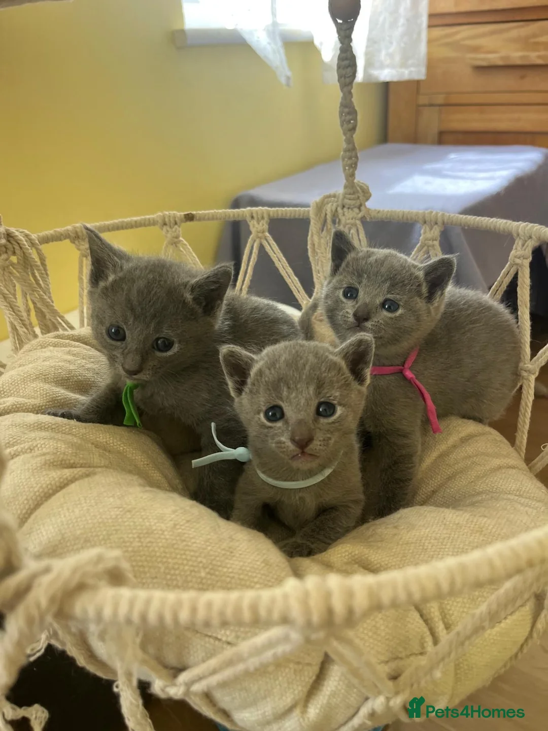 Russian Blue cats for sale: TICA REGISTERED Pure Breed Russian Blue Kittens - Advert 1