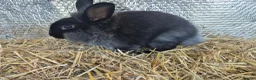 Lionhead rabbits for sale: Lionhead Female Bunny in Camborne - Advert 4
