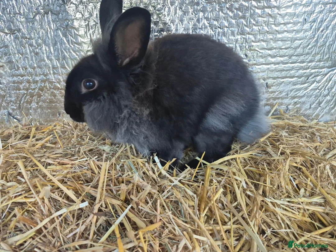 Lionhead rabbits for sale: Lionhead Female Bunny in Camborne - Advert 4