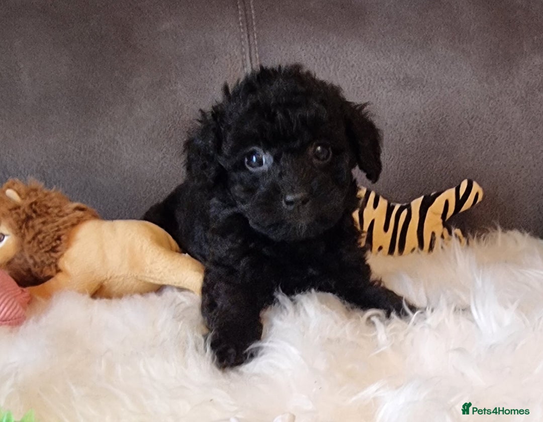 Cockapoo dogs for sale: Best Friend Sofa Companions 🥰 Fully vaccinated  - Image 30