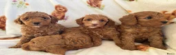 Cavapoo dogs for sale: Red toy cavapoo  - Advert 6