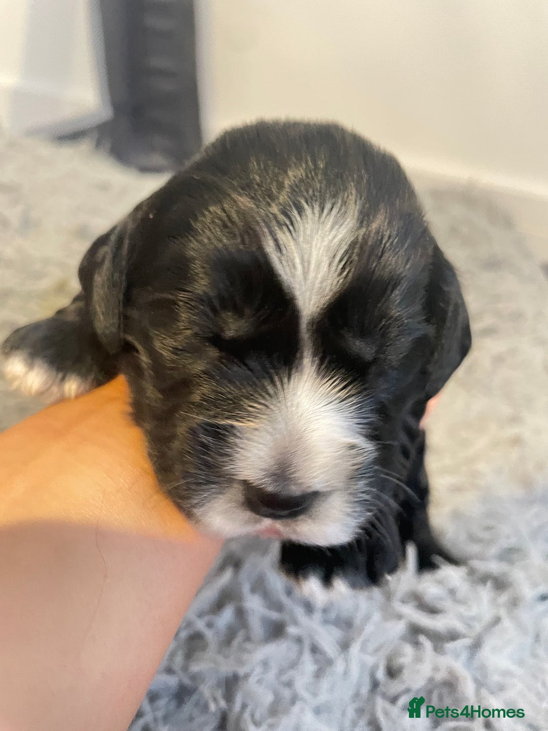 Cocker Spaniel dogs for sale: Cocker spaniel puppies - Advert 6