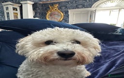 Bichon Frise dogs for sale: 1 year old Bichon frise  - Image 1