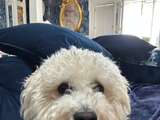 Bichon Frise dogs for sale - Advert 1