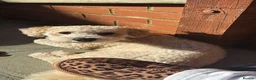 Poochon dogs for stud: Gorgeous, content Poochon stud!!  - Advert 10