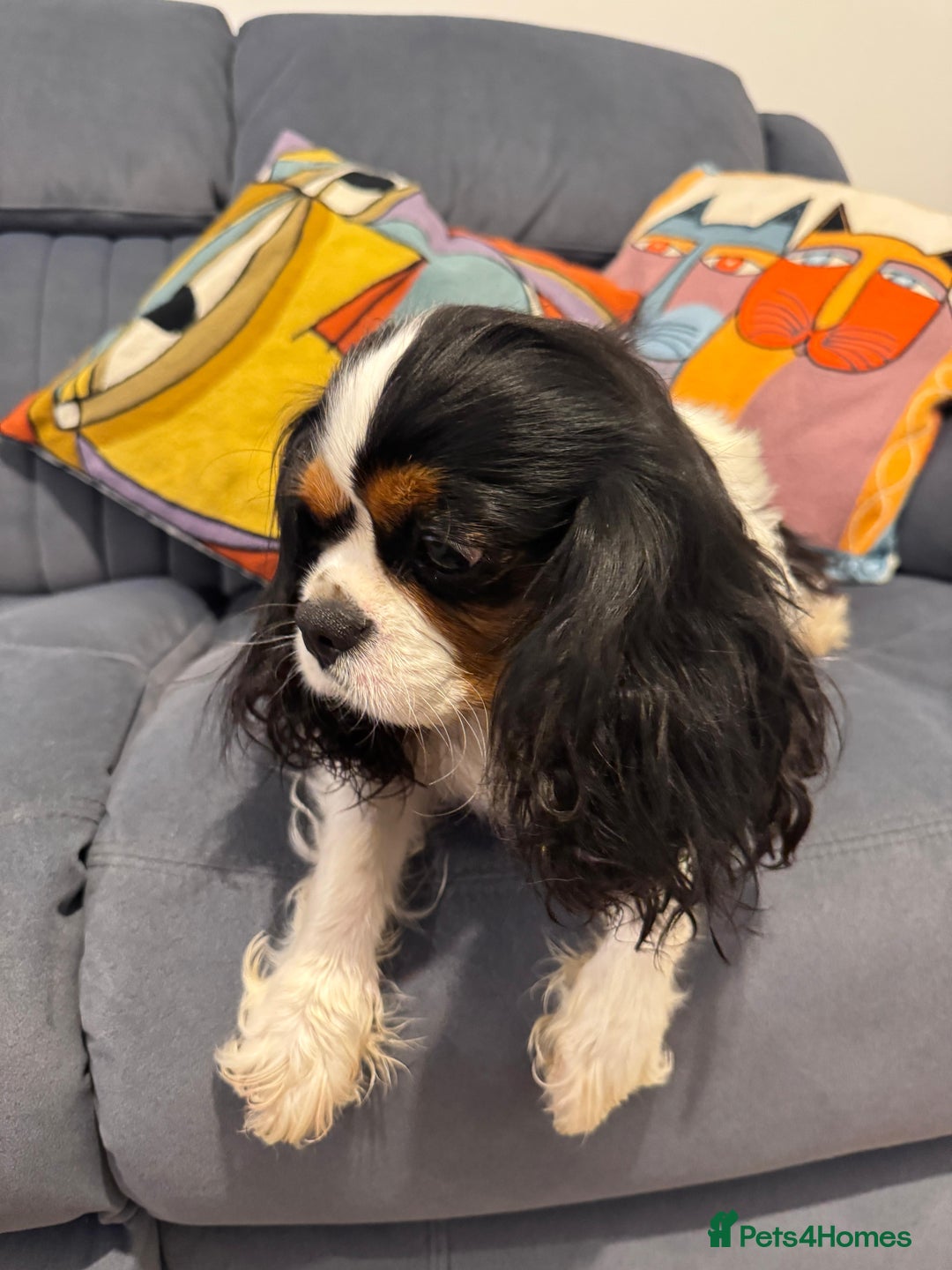 Cavalier King Charles Spaniel dogs for sale: Cavalier Pups – 0.10% COI, Health Tested, KC Reg - Image 8