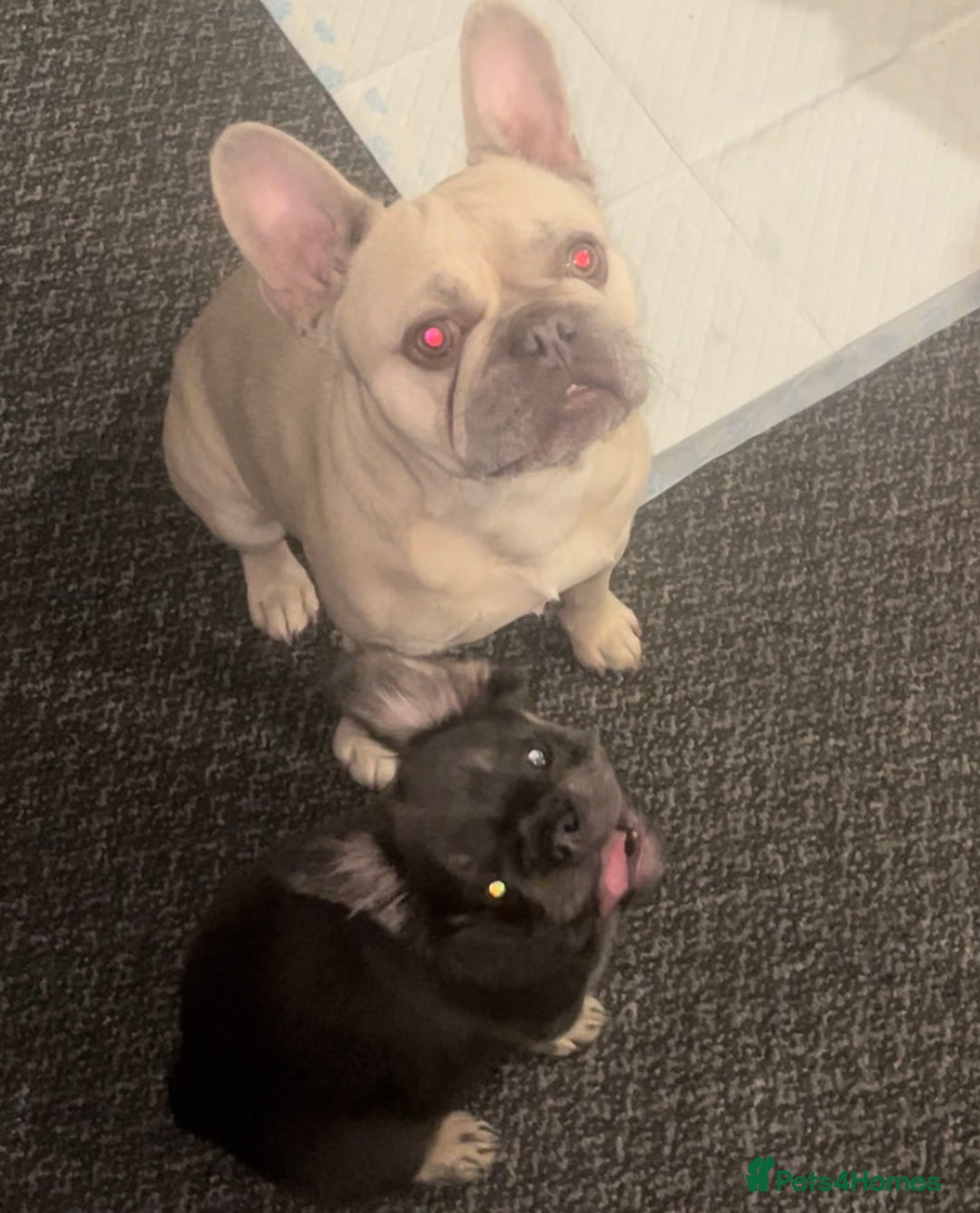 French Bulldog dogs for sale: Fluffy frenchbulldog  - Advert 5