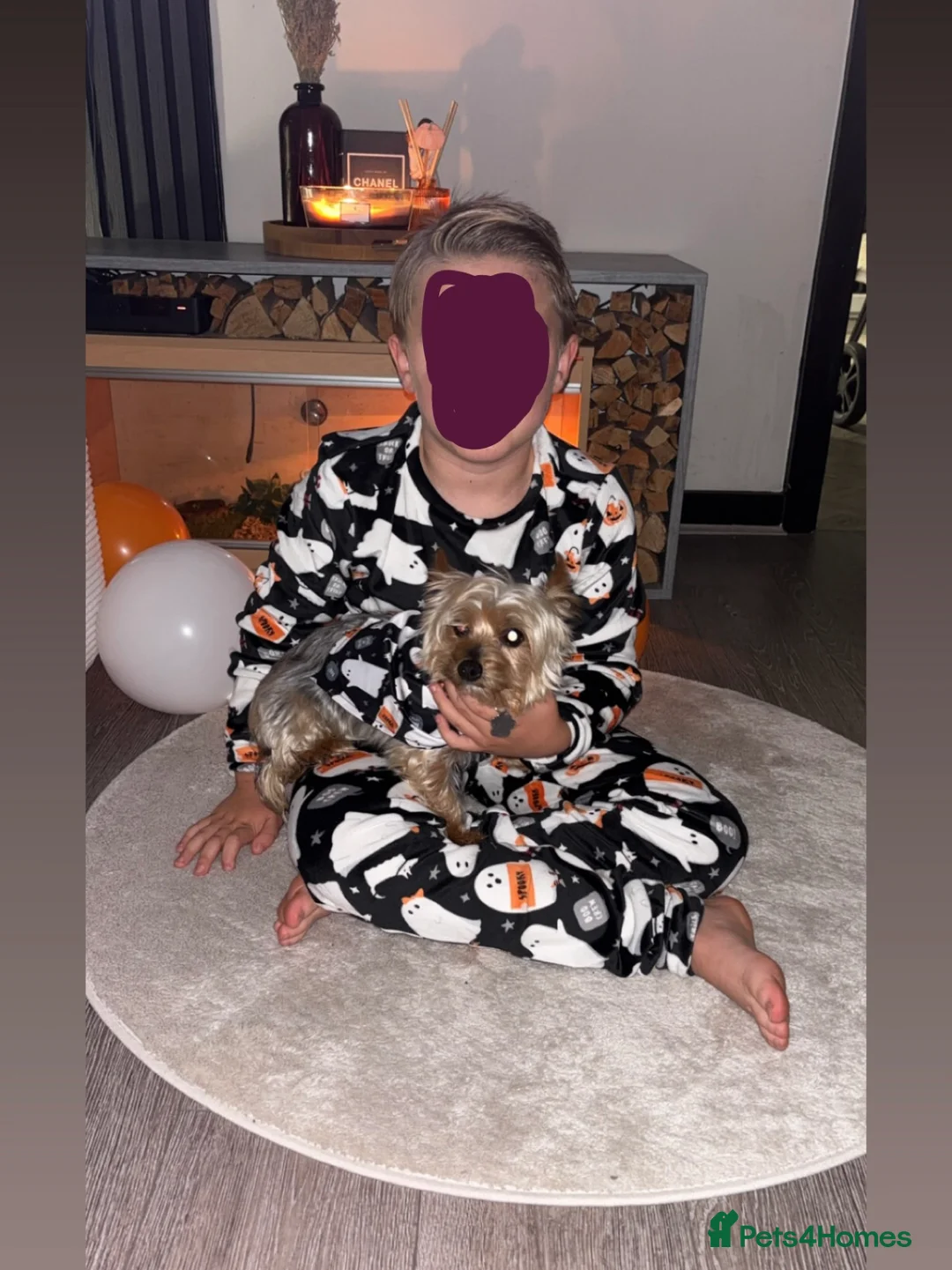 Yorkshire Terrier dogs for sale: Miniature Yorkshire terrier for sale  in Saint Helens - Advert 7