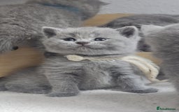 British Shorthair cats for sale: High Quality British Short Haired Kittens - Image 14