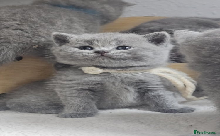 British Shorthair cats - Advert 2