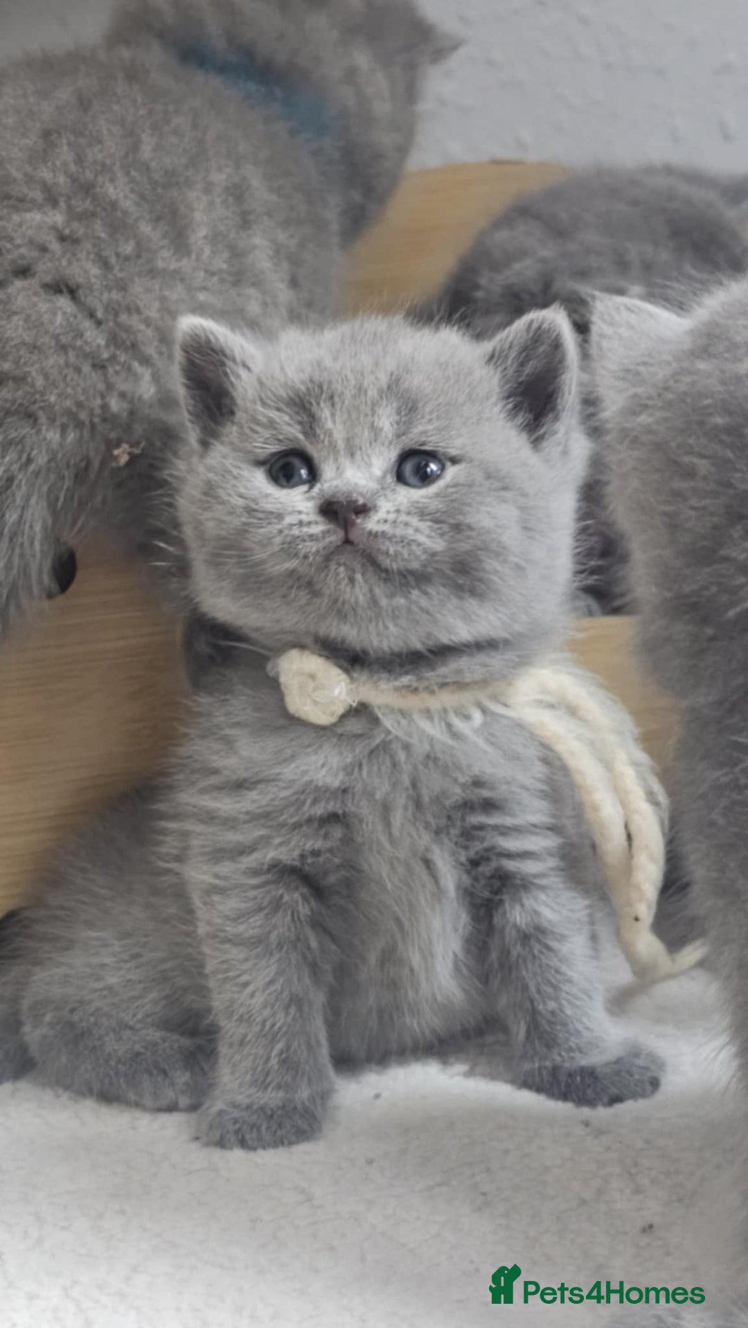 British Shorthair cats for sale: High Quality British Short Haired Kittens - Image 14