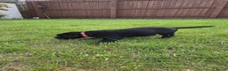 Labrador Retriever dogs for sale: KC Registered Black Labrador Puppies - Advert 14