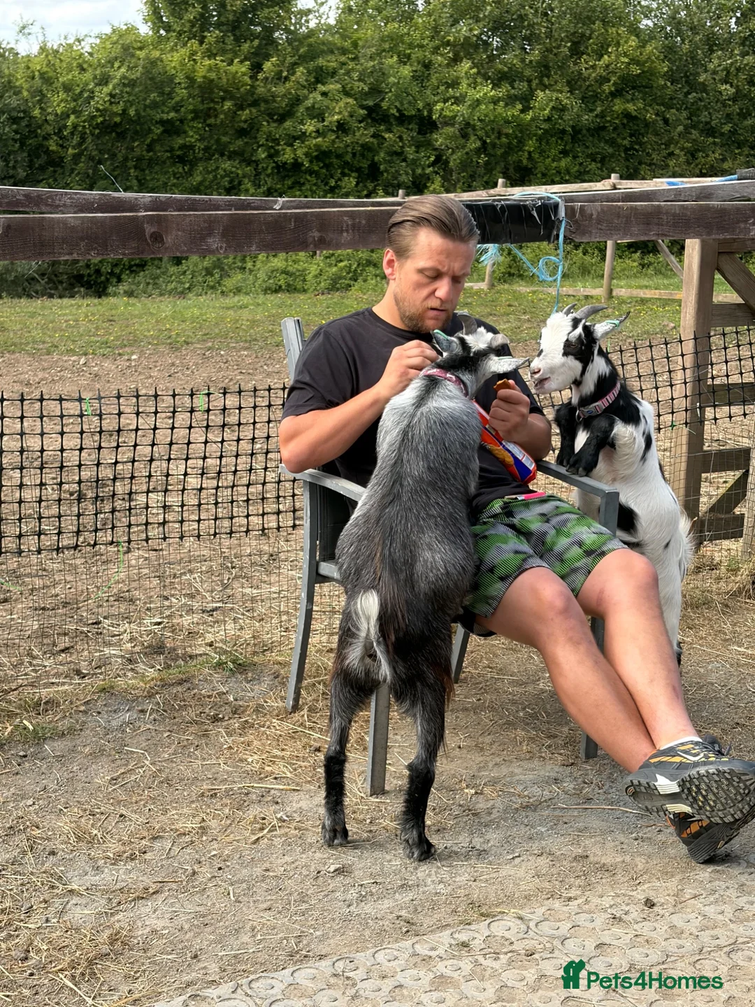 Goats livestock for sale: Friendly Pygmy goats youngsters  in Rochester - Advert 2