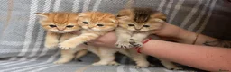 Scottish Fold cats for sale: TICA Scottish Straight Boy–Champion Bloodlines - Advert 5