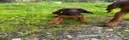 Bavarian Mountain Hound dogs for sale: Bavarian mountain hound pups - Advert 6