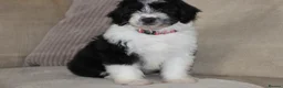 Aussiedoodle dogs for sale: Aussiedoodle F1 Health Tested KC registered parent - Advert 1