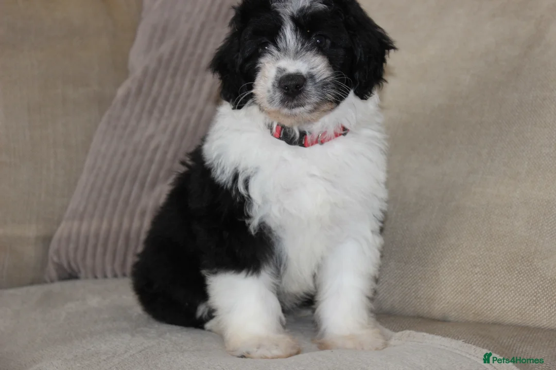 Aussiedoodle dogs for sale: Aussiedoodle F1 Health Tested KC registered parent - Advert 1