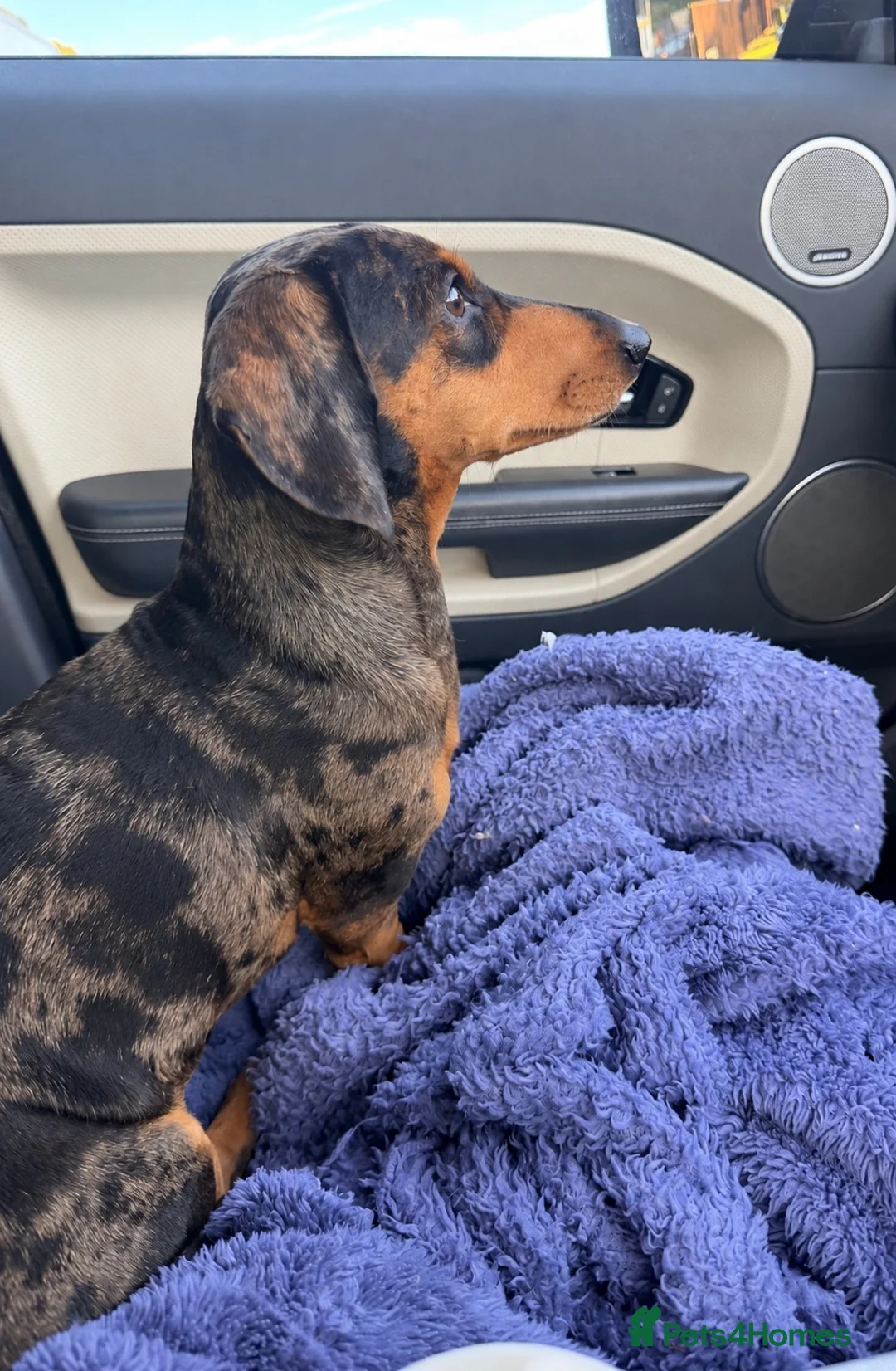Miniature Dachshund dogs for sale: Silver dapple mini smooth boy  - Advert 2