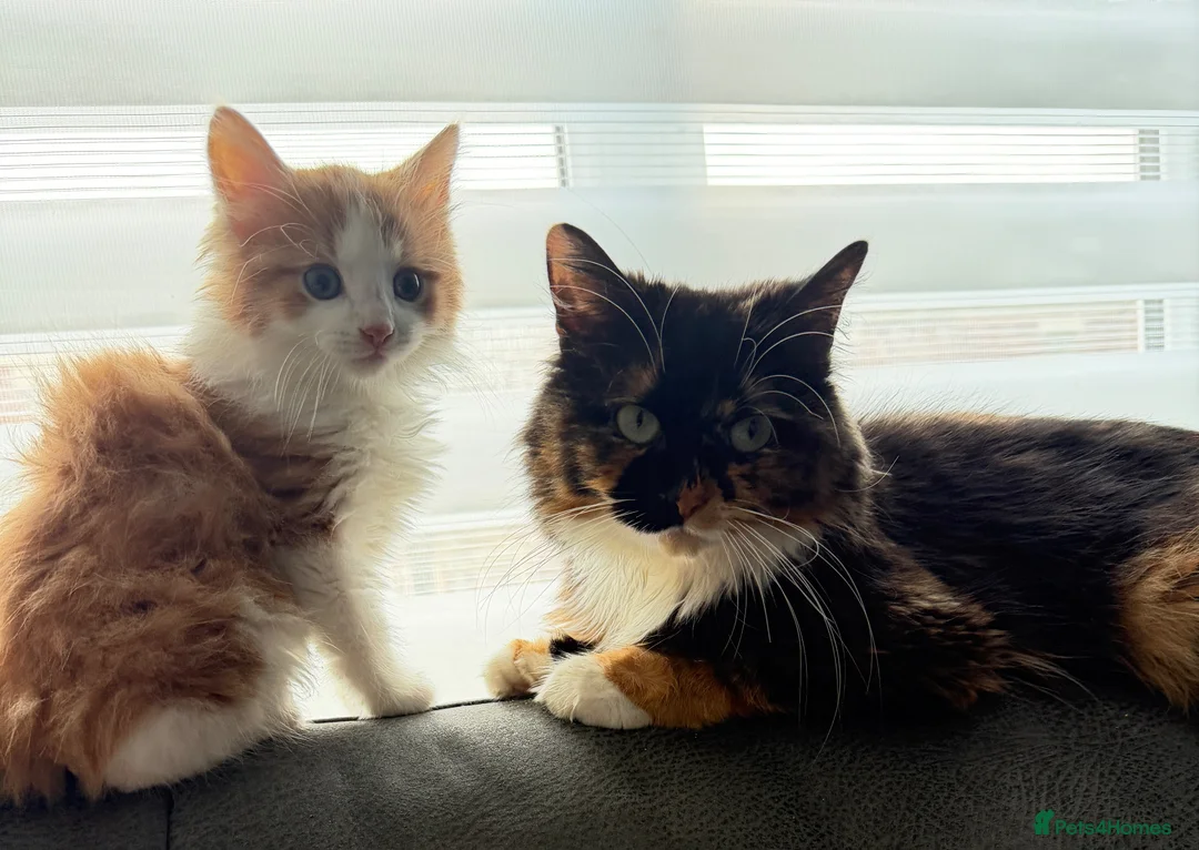 Mixed Breed cats for sale: Male fluffy kitten ginger and white  - Advert 1