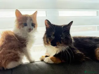 Mixed Breed cats Male fluffy kitten ginger and white - Advert 1