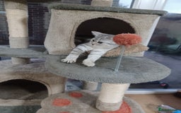 British Shorthair cats for sale: Beautiful silver spotted BSH for sad sale  - Image 17