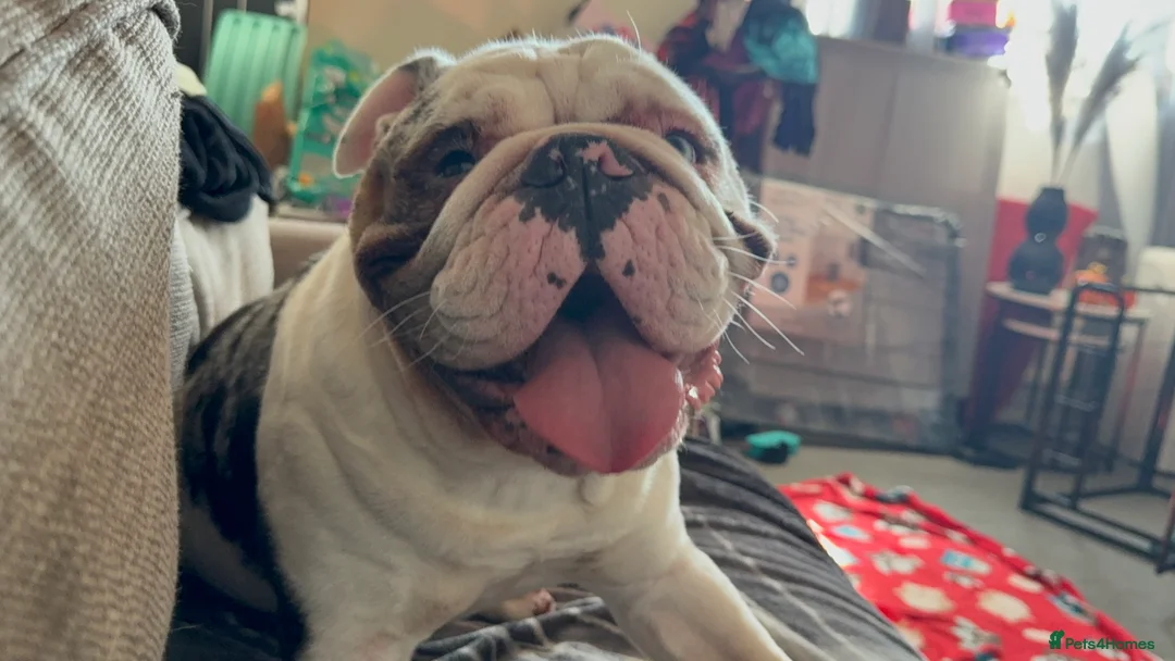 English Bulldog dogs for sale: Reggie looking for 5 star home  - Advert 38