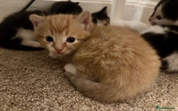 Mixed Breed cats for sale: Beautiful Maine Coon cross kittens - Image 2